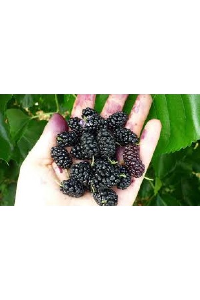 Morus alba Чорна Баронесса — декоративний і плодовий сорт.